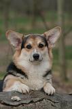 CORGI PEMBROKE 1490